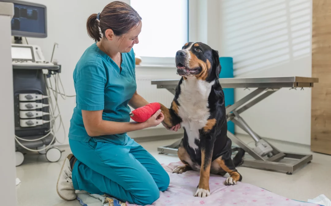 Health Alert for Dog Owners: Understanding and Responding to the Emerging Canine Respiratory Virus