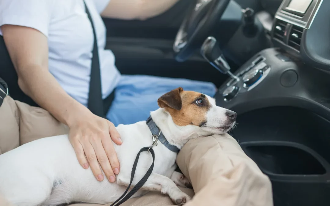 Beacon How To: Transporting Injured Dogs