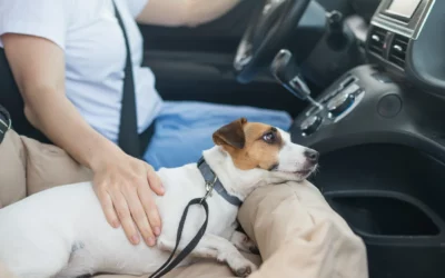 Beacon How To: Transporting Injured Dogs