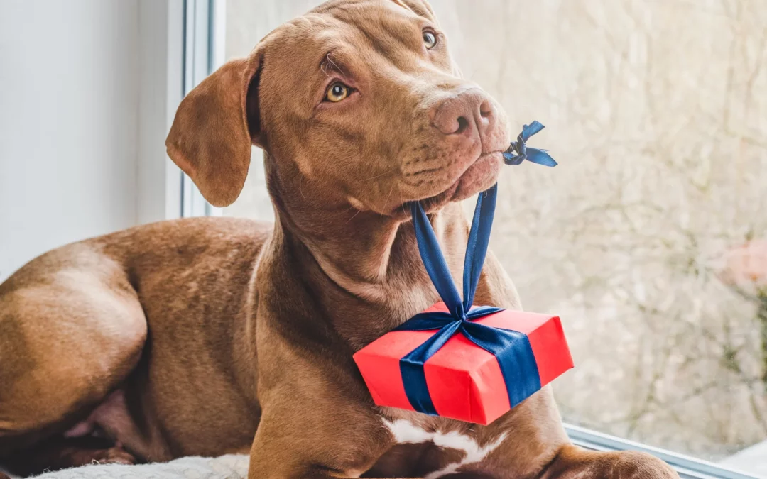 Holiday Pet Safety: Seasonal Hazards to Watch Out For