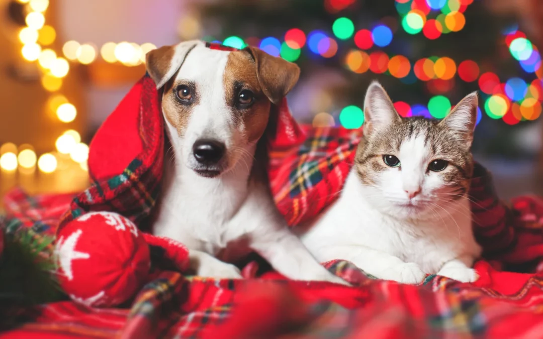 Dr. Buerkett Featured in Tampa Bay Times with Vital Holiday Pet Safety Tips