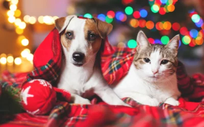 Dr. Buerkett Featured in Tampa Bay Times with Vital Holiday Pet Safety Tips