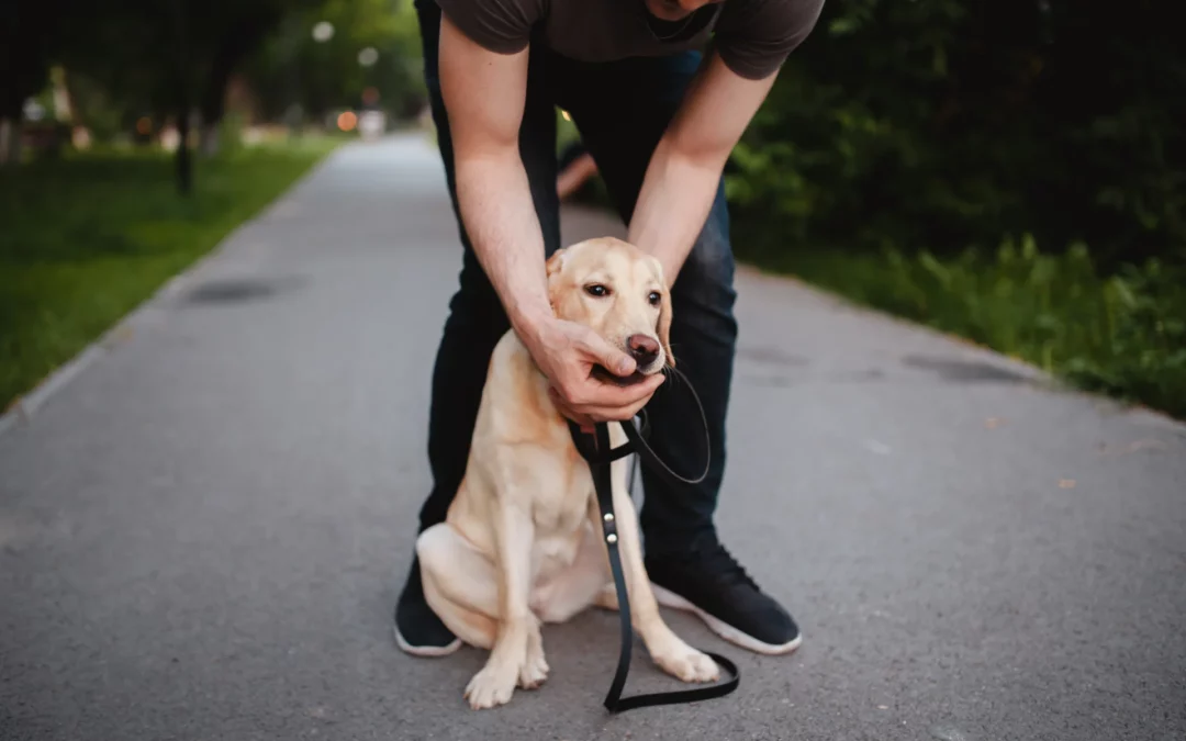 Recognizing the Signs of Pet Poisoning: An Emergency Guide