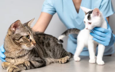 The Lifelong Benefits of Regular Vet Visits & Check-Ups for Your Pet