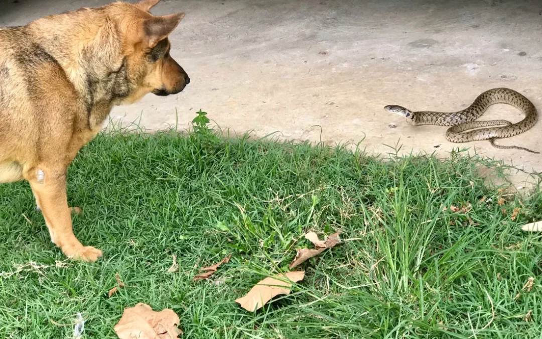 Quick Action and Expert Care Save Dog from Venomous Snake Bite at Beacon ER