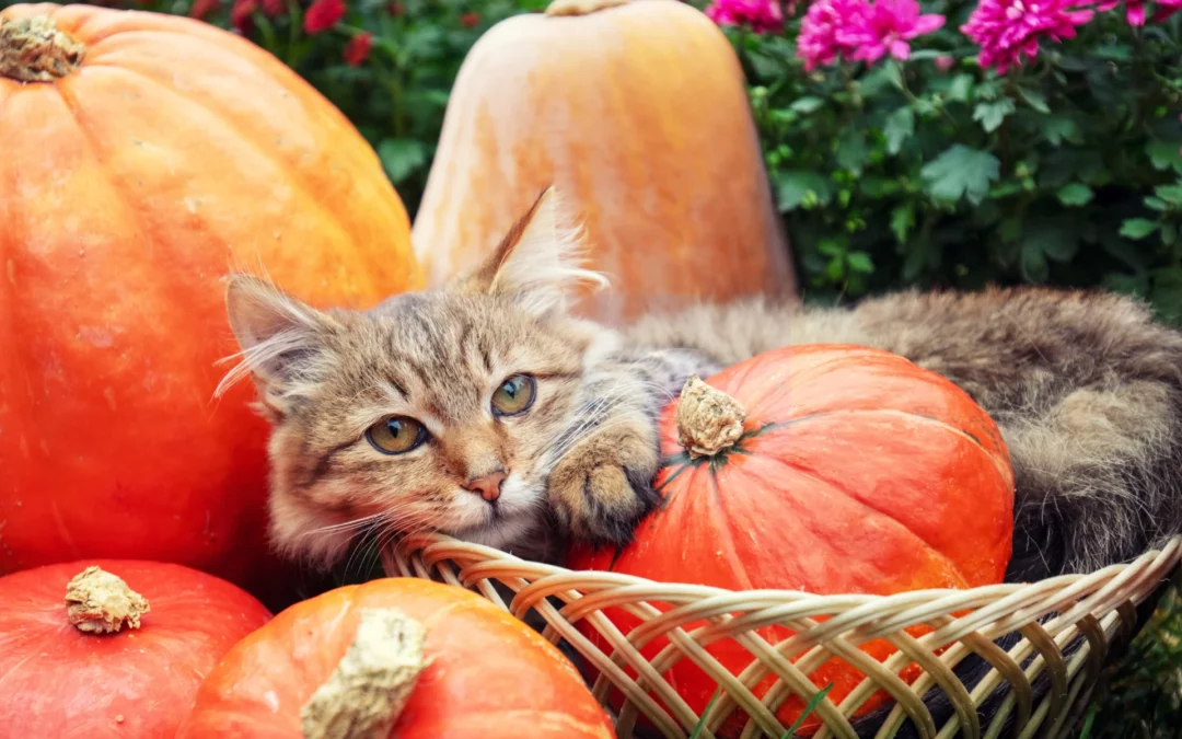 Pet-Safe Thanksgiving: Tips for a Happy Holiday with Your Furry Friends
