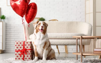 New, Innovative Canine Parvovirus Treatment Available at Beacon